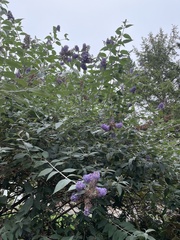 Buddleja