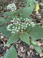 Ageratina