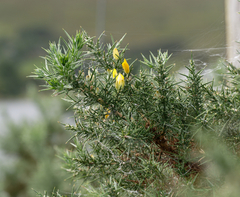 Ulex