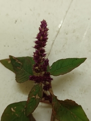 Amaranthus cruentus