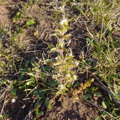 Zaluzianskya gracilis