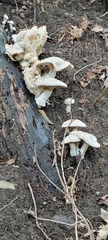 Entoloma abortivum