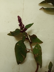 Amaranthus cruentus