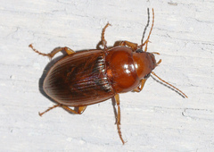 Amara fulva