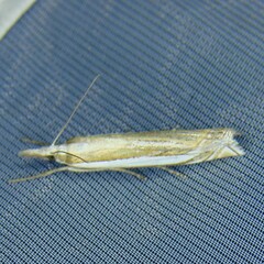 Crambus pascuella