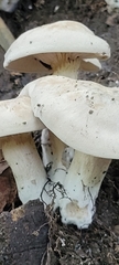 Entoloma abortivum