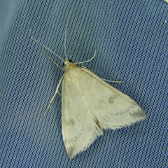 Udea nebulalis