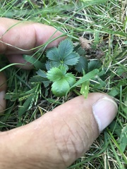 Potentilla simplex