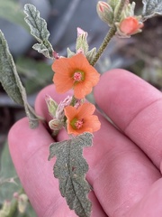 Sphaeralcea