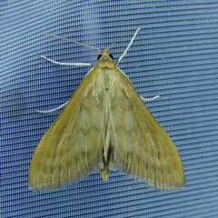 Paratalanta pandalis