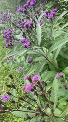 Vernonia