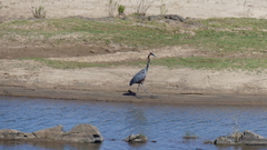 Ardea goliath