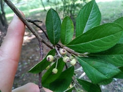 Aronia arbutifolia