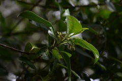 Chiococca phaenostemon