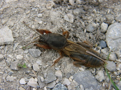 Gryllotalpa gryllotalpa