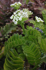 Berula bracteata