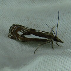 Crambus alienellus