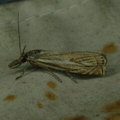 Crambus lathoniellus