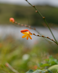 Crocosmia
