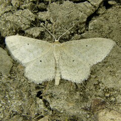 Idaea sylvestraria