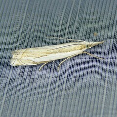 Crambus pascuella