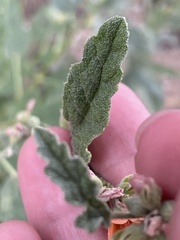 Sphaeralcea