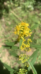 Solidago curtisii
