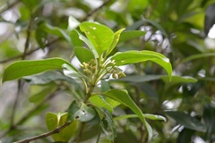 Chiococca phaenostemon