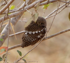 Glaucidium capense ngamiense