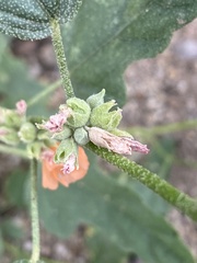 Sphaeralcea