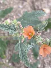 Sphaeralcea