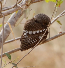 Glaucidium capense ngamiense