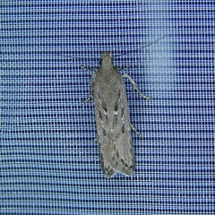 Neofaculta ericetella