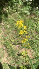 Solidago curtisii