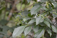 Coussarea chiapensis