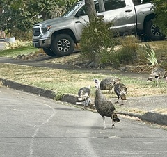Meleagris gallopavo