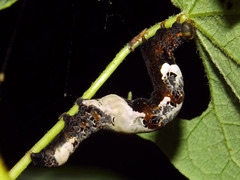 Plusiodonta compressipalpis