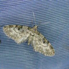 Eupithecia tantillaria