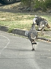 Meleagris gallopavo