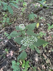 Ageratina