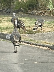 Meleagris gallopavo