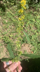 Solidago curtisii