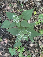 Ageratina