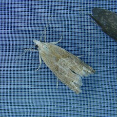 Eucosma