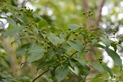 Coussarea chiapensis