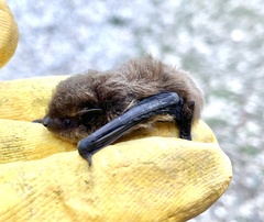 Pipistrellus kuhlii