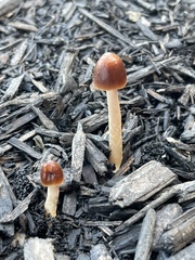 Parasola conopilea