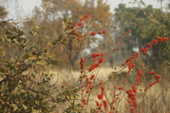 Combretum platypetalum