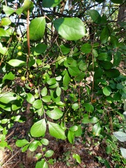 Vaccinium arboreum
