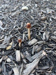 Parasola conopilea